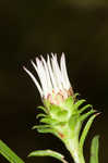 Southern pine aster